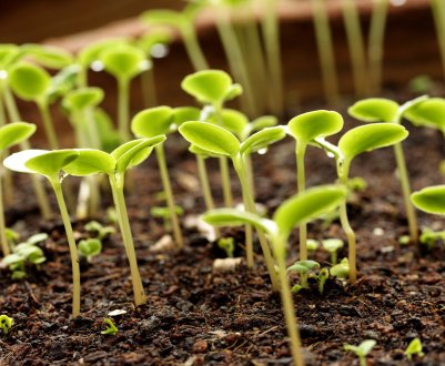 Канадський винахідник прицільно бореться з бур'янами водою і спиртом