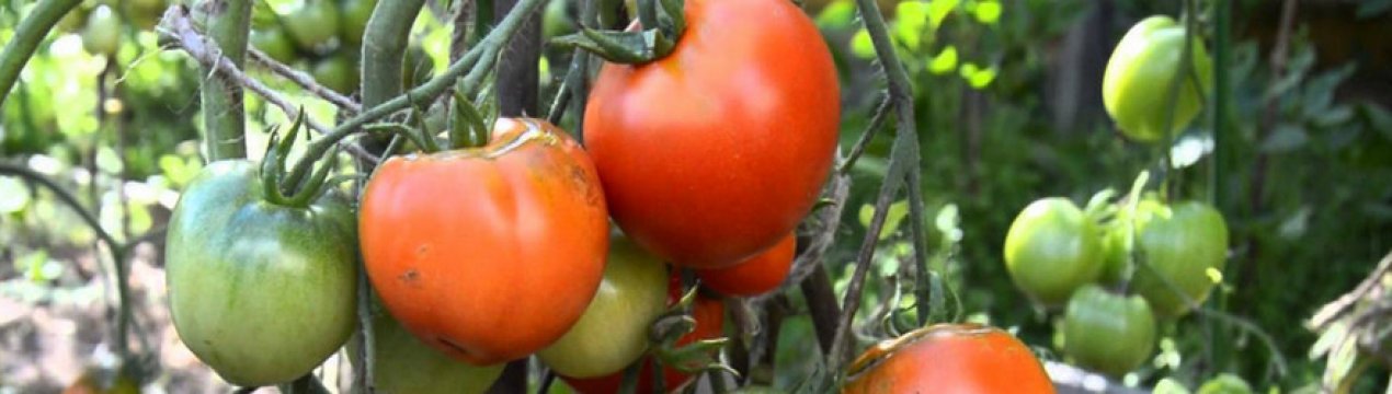 Помідори «Діброва»: опис сорти, агротехніка вирощування