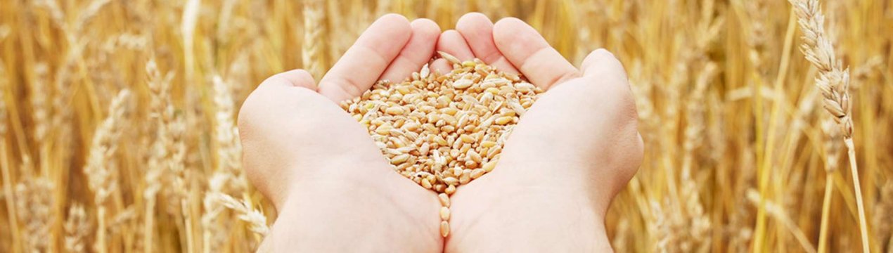 Аграрії Сумської області можуть зібрати понад 4 мільйонів тонн зерна