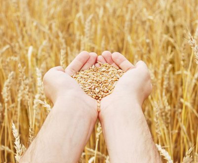 Аграрії Сумської області можуть зібрати понад 4 мільйонів тонн зерна