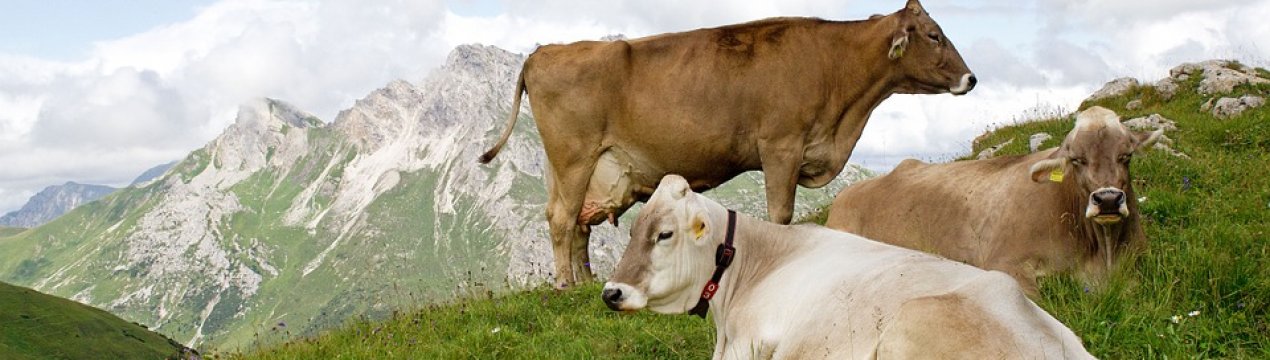 У Баварії вже 10 тисяч органічних ферм