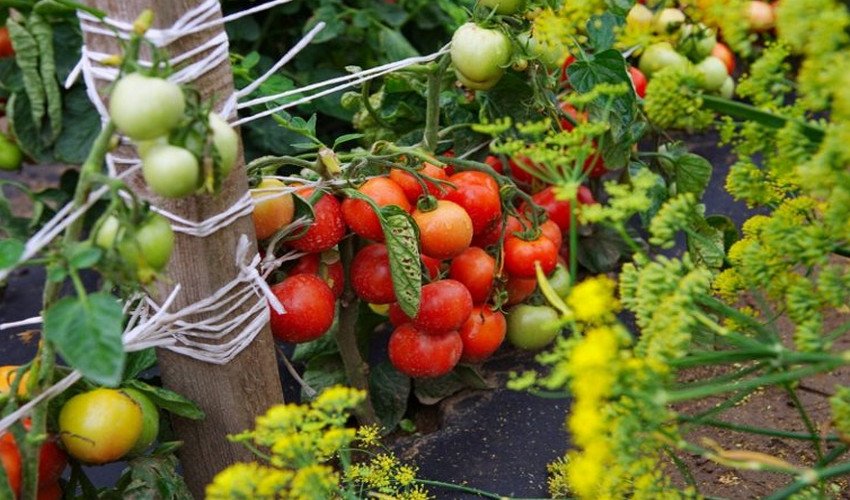 Томат Діброва