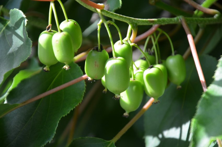 Під Тернополем вирощують близько 200 рослин-екзотів