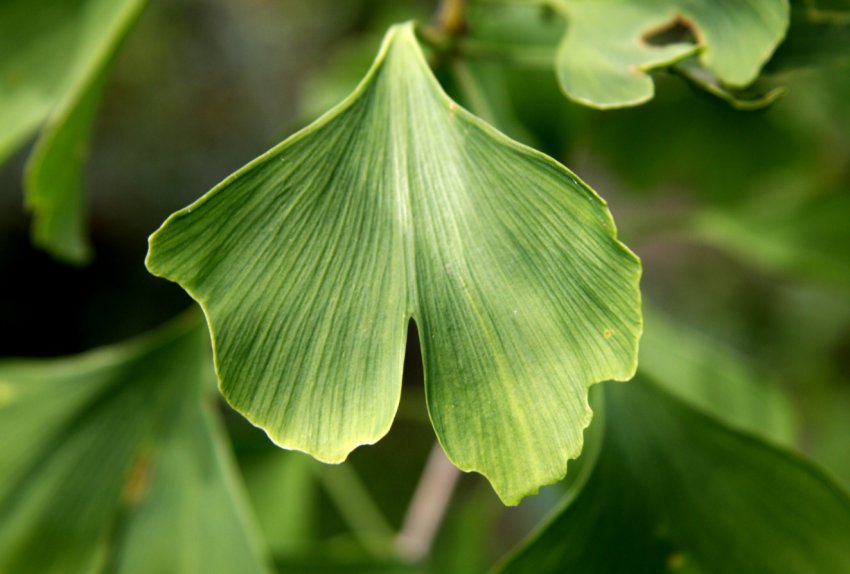 Під Тернополем вирощують близько 200 рослин-екзотів
