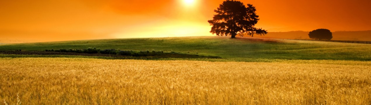 Українські фермери зможуть провести аудит земельної ділянки через Інтернет