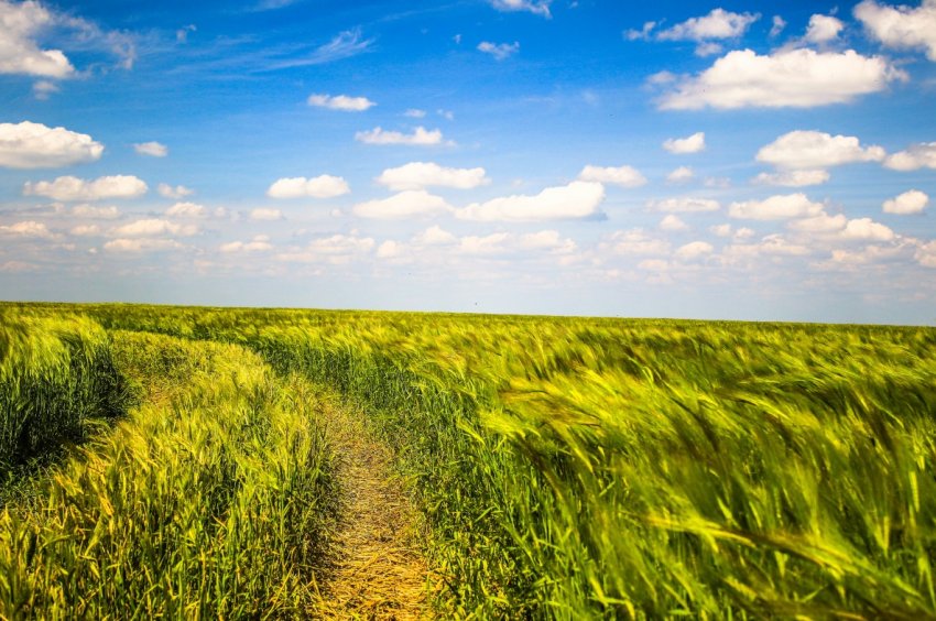 Українські фермери зможуть провести аудит земельної ділянки через Інтернет Українські фермери зможуть провести аудит земельної ділянки через Інтернет