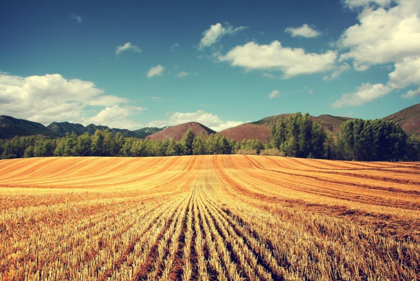 Українські фермери зможуть провести аудит земельної ділянки через Інтернет Українські фермери зможуть провести аудит земельної ділянки через Інтернет