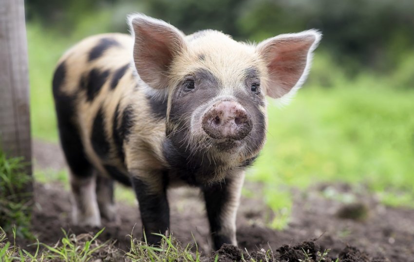 Скотарям Ленобласті пропонують проміняти свинок на п'ять мільйонів рублів
