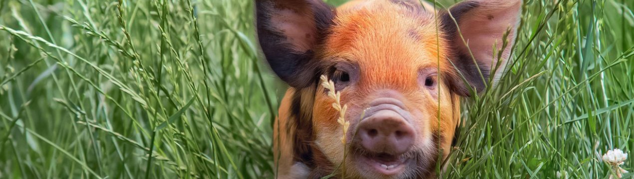 Скотарям Ленобласті пропонують проміняти свинок на п'ять мільйонів рублів