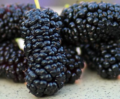 Як і чим підгодовувати шовковицю при цвітінні