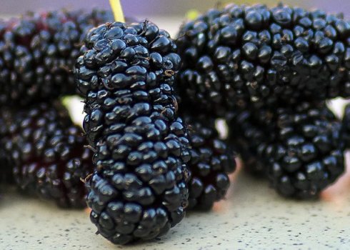 Як і чим підгодовувати шовковицю при цвітінні