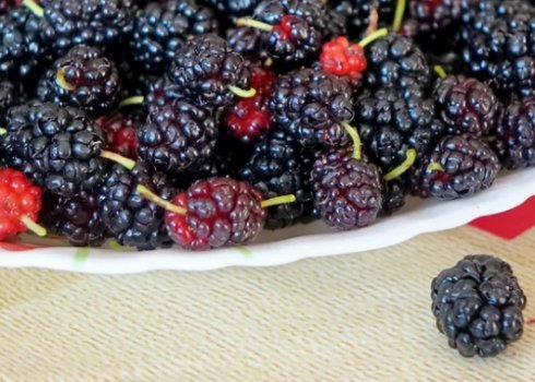 Чи здатна шовковиця викликати алергію, симптоми і як лікувати