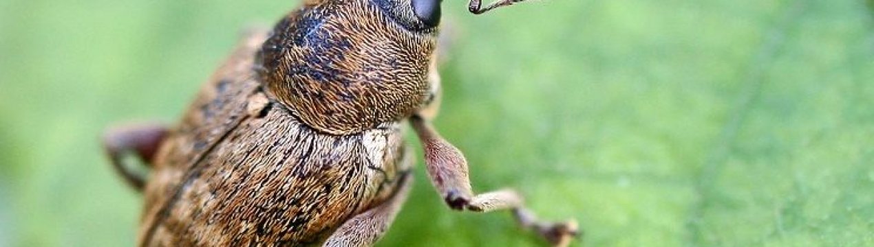 У декількох областях України зросла чисельність південного сірого довгоносика