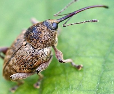 У декількох областях України зросла чисельність південного сірого довгоносика