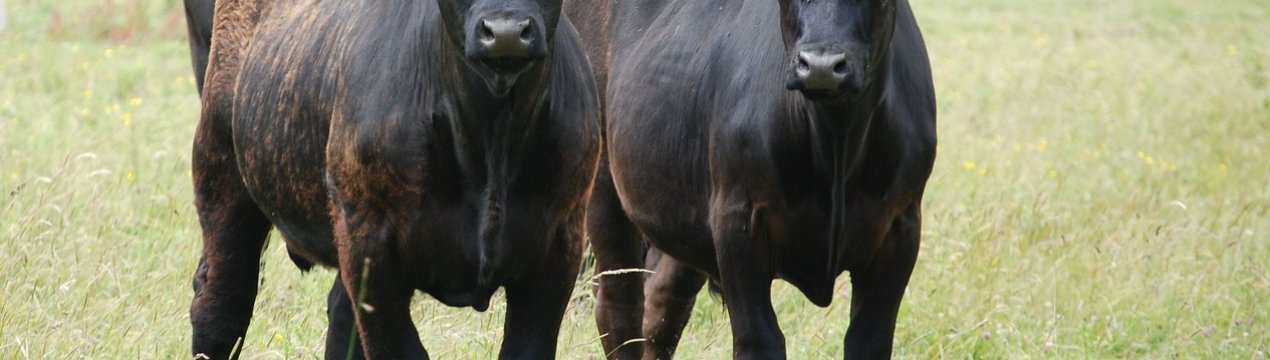 Хакасія початку заготівлю сільськогосподарської «консервації»