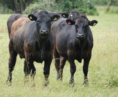 Хакасія початку заготівлю сільськогосподарської «консервації»