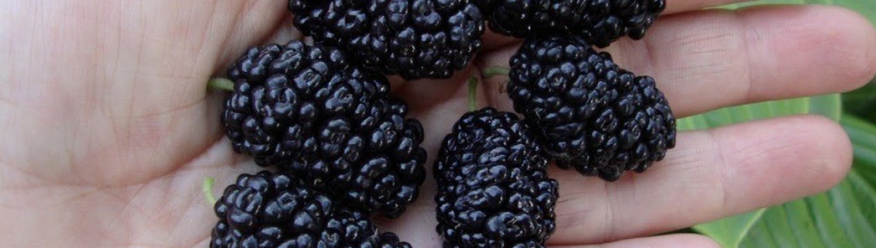 Як правильно і коли потрібно збирати шовковицю