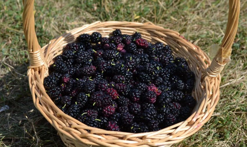 Урожай шовковиці Урожай шовковиці