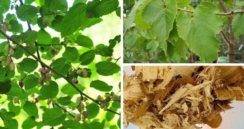 Листя, кора і гілки шовковиці Листя, кора і гілки шовковиці
