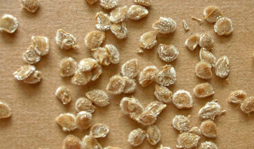 Насіння томатів