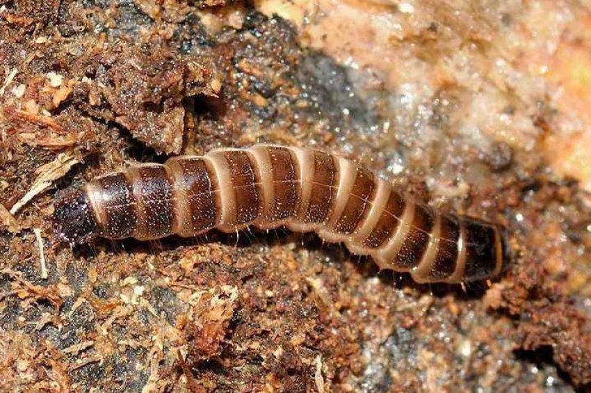 В цьому році картоплі України загрожує дротянка В цьому році картоплі України загрожує дротянка