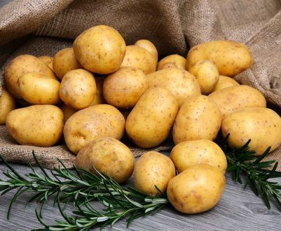 В цьому році картоплі України загрожує дротянка