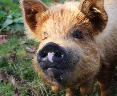 Електрострум і волога зіграли злий жарт з тисячею тюменських свиней