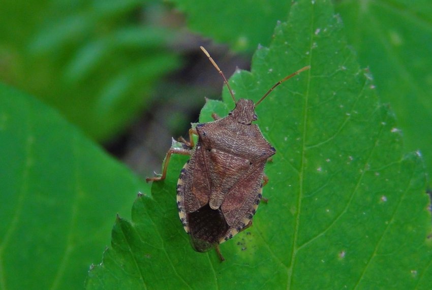 Грузинські аграрії здолали мармурового клопа Грузинські аграрії здолали мармурового клопа