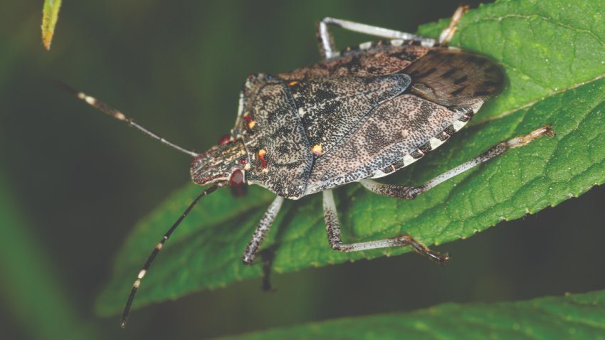 Грузинські аграрії здолали мармурового клопа Грузинські аграрії здолали мармурового клопа