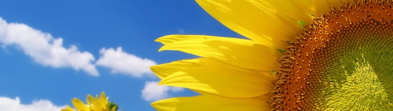 Озимий посіють соняшник в Миколаївській області