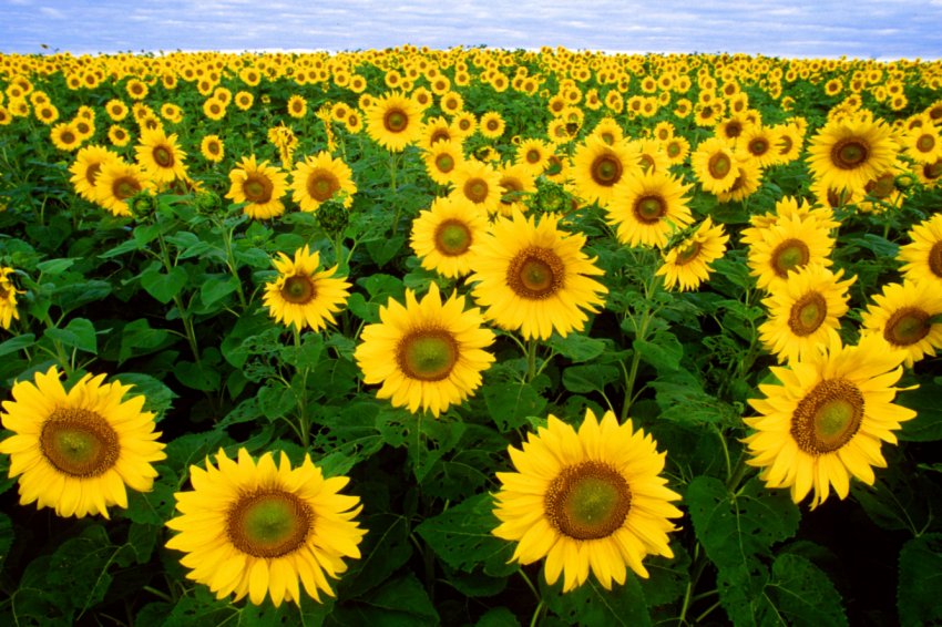 Озимий посіють соняшник в Миколаївській області