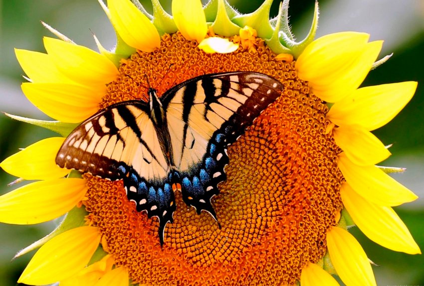 Озимий посіють соняшник в Миколаївській області