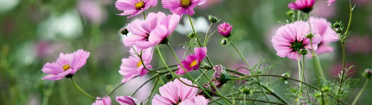 Вчені Великобританії приваблюють корисних комах на поля