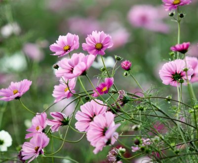 Вчені Великобританії приваблюють корисних комах на поля