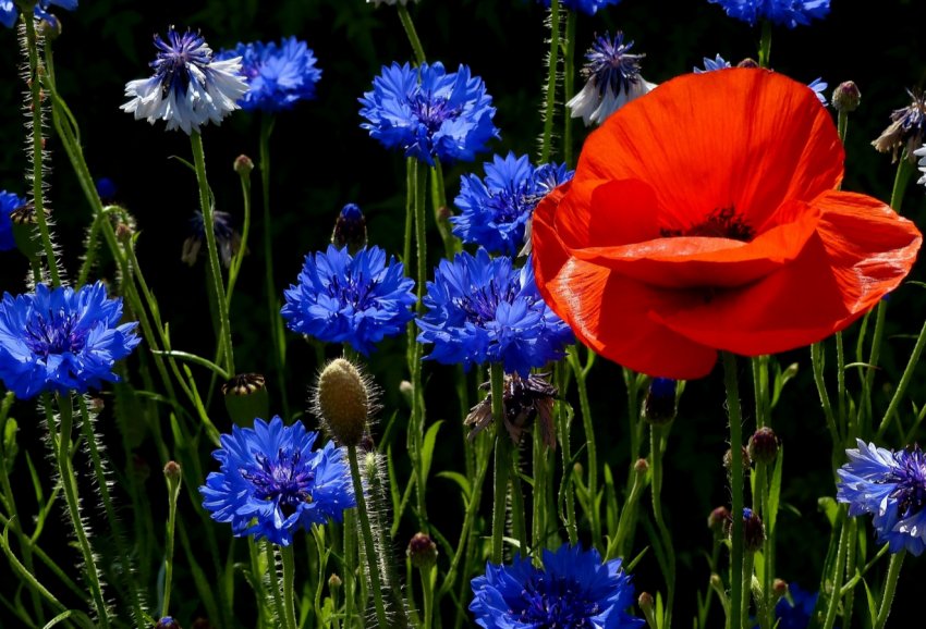 Вчені Великобританії приваблюють корисних комах на поля