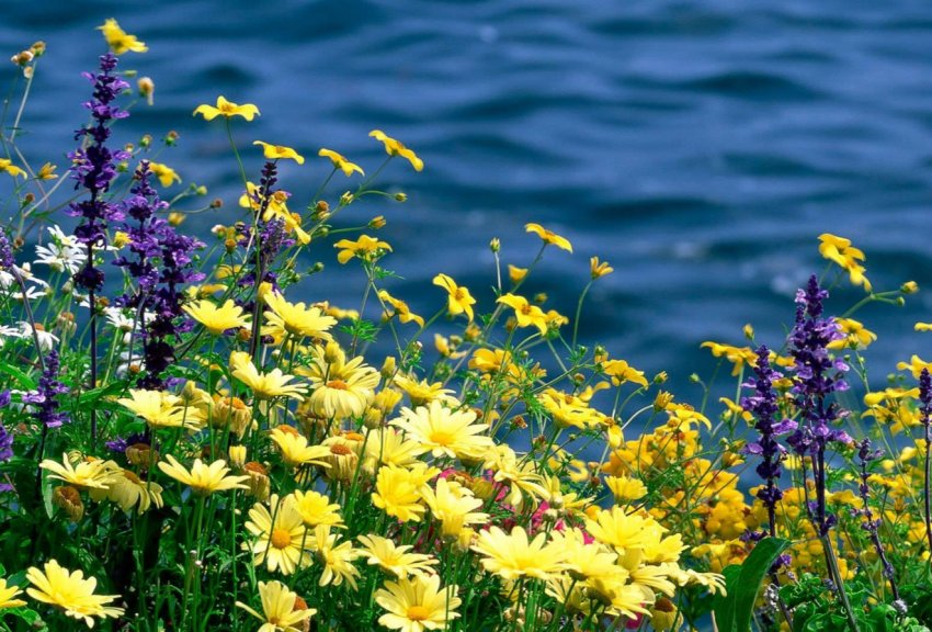 Вчені Великобританії приваблюють корисних комах на поля