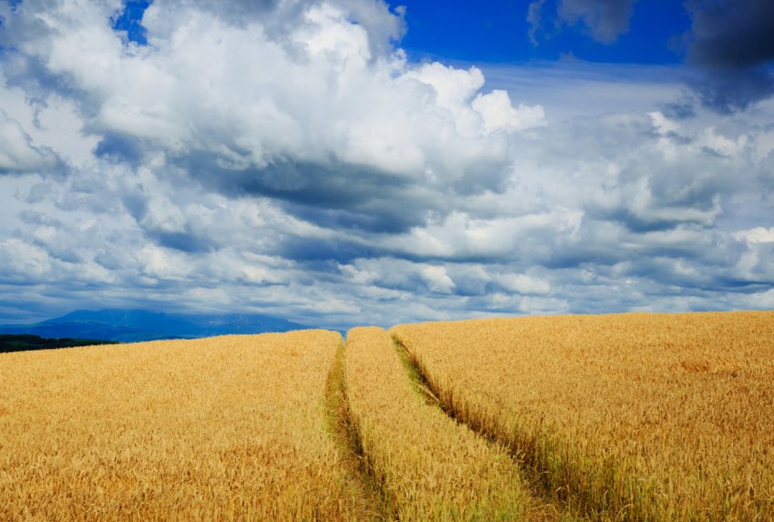 Тернопільські аграрії намолотили перший мільйон тонн зерна Тернопільські аграрії намолотили перший мільйон тонн зерна