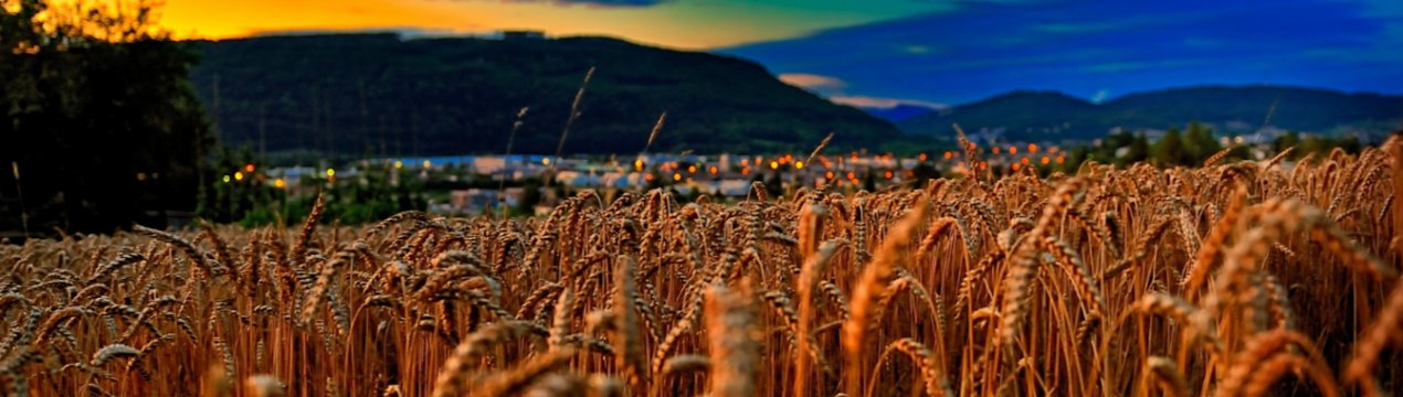 Тернопільські аграрії намолотили перший мільйон тонн зерна