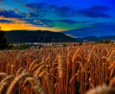 Тернопільські аграрії намолотили перший мільйон тонн зерна