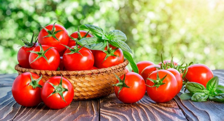 Найбільший виробник томатів в Україні почав збір урожаю