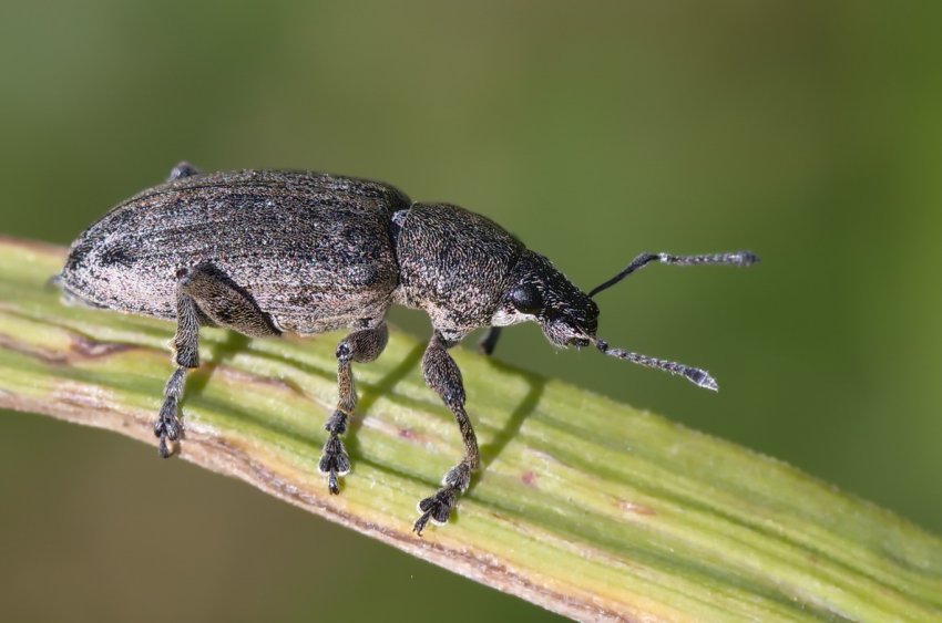 В кількох областях України зросла чисельність південного сірого довгоносика В кількох областях України зросла чисельність південного сірого довгоносика