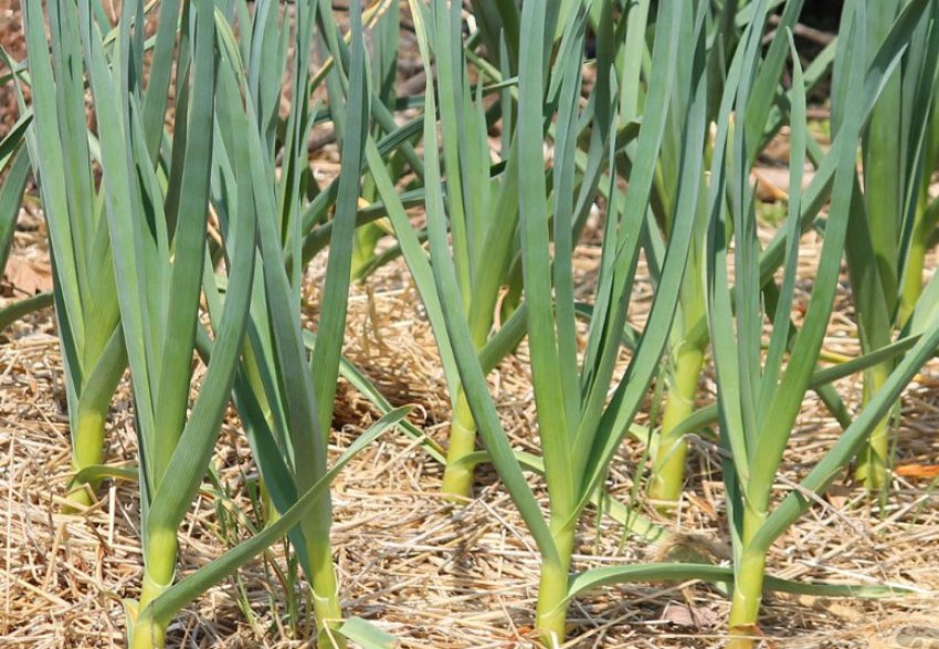 Догляд за озимим часником Догляд за озимим часником