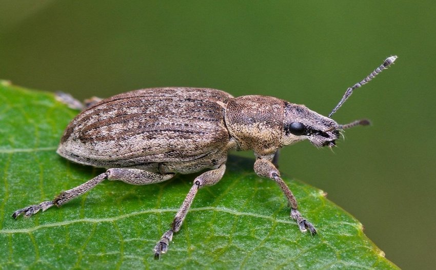 В кількох областях України зросла чисельність південного сірого довгоносика В кількох областях України зросла чисельність південного сірого довгоносика