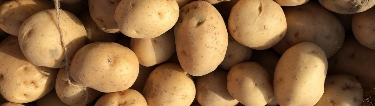 В Україні назріває «картопляний криза»