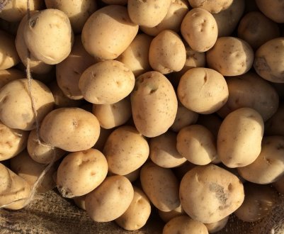 В Україні назріває «картопляний криза»