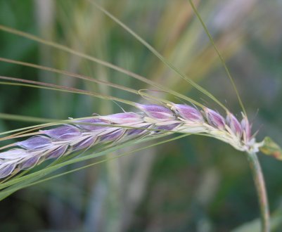 Саудівська Аравія вже не настільки сувора до причорноморського зерна