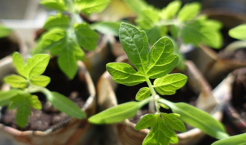 Розсада томатів