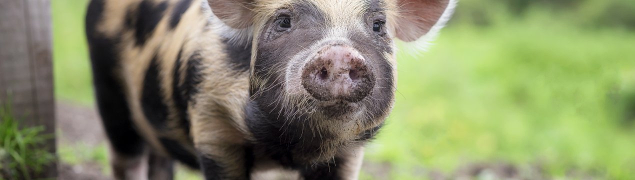 Амурських свиней не вберегли від чуми