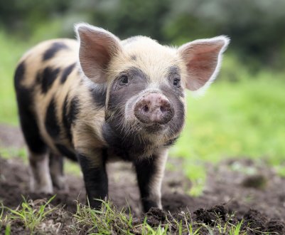 Амурських свиней не вберегли від чуми