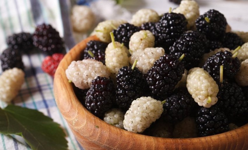 Ягоди шовковиці Ягоди шовковиці